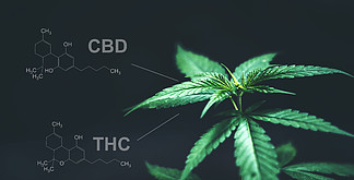具有 cbd <i>thc</i> 化学结构的大麻叶