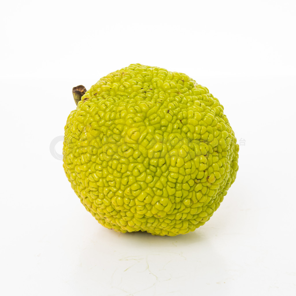 ʵĳӻ Maclura ڰɫϡ Maclura pomifera ʵ