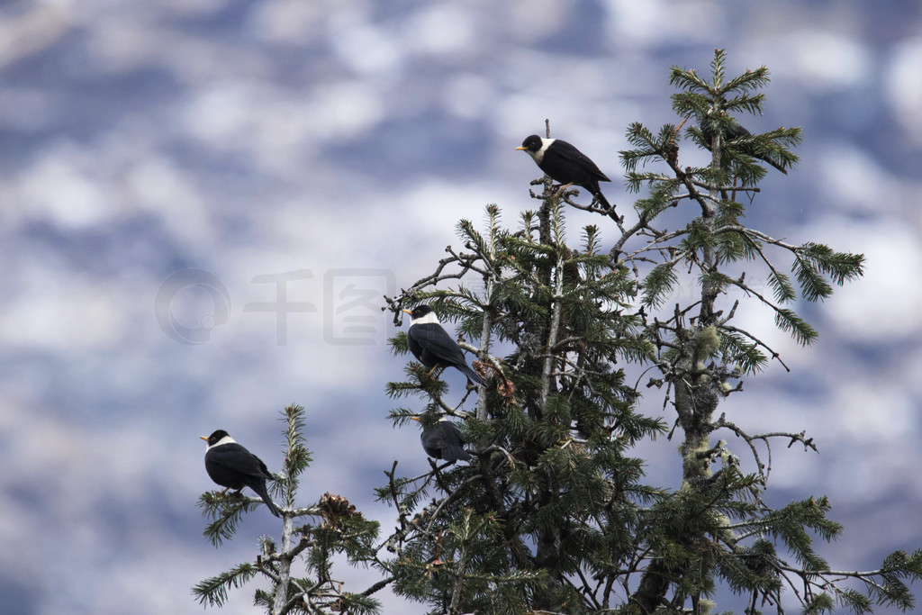 , Turdus albocinctus, Chopta, Uttarakhand, India.. , Turdus albocinctus, Chopta, Uttarakhand