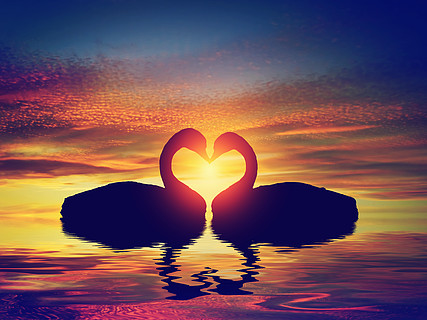 情人节浪漫的概念两只天鹅在日落时形成心形情人节