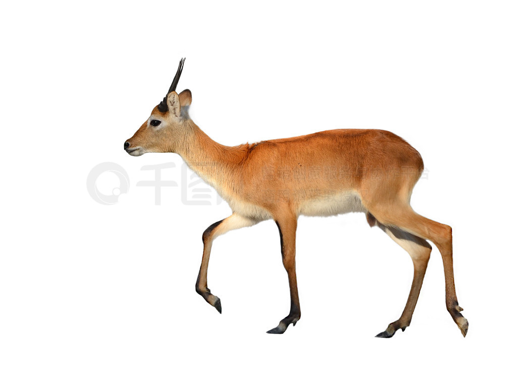 ڰɫϵԺ lechwe