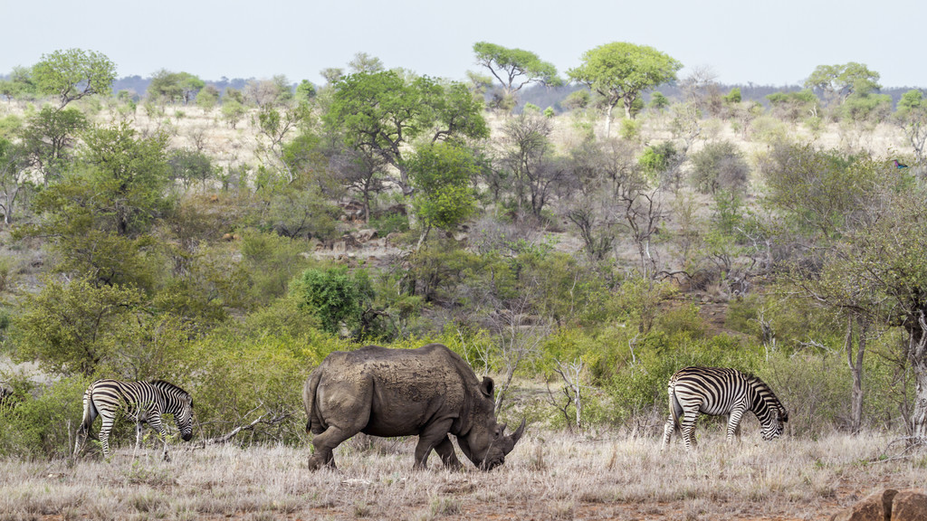  Equus quagga burchellii  Ceratotherium simum simumϷǿ³ҹ԰ƽԭϲϬţ