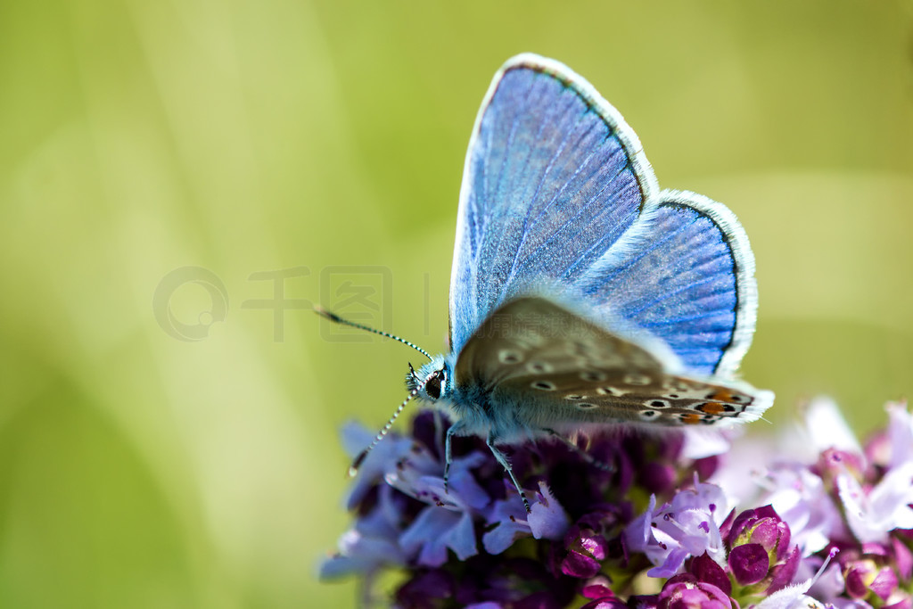 ɫPolyommatus icarusһţϡɫPolyommatus icarusţ