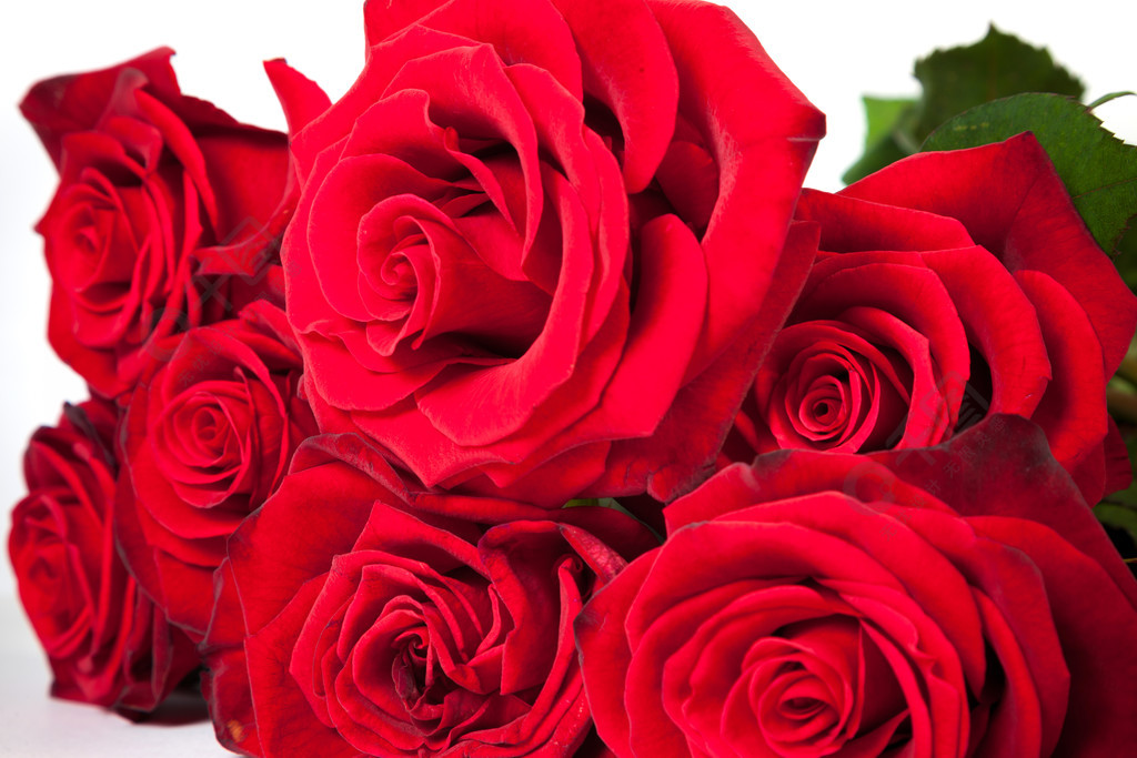 三朵玫瑰花图片 大红图片