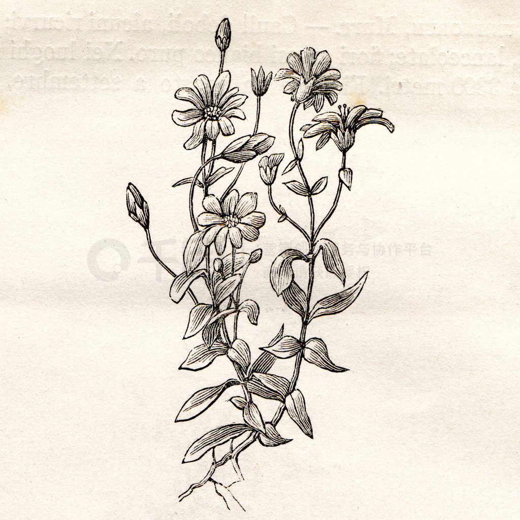 Żܲͼʽ Cerastium Latifolium ܲͼ -  Flora Alpina飬1891 ꣬Fratelli Roda ţڹ