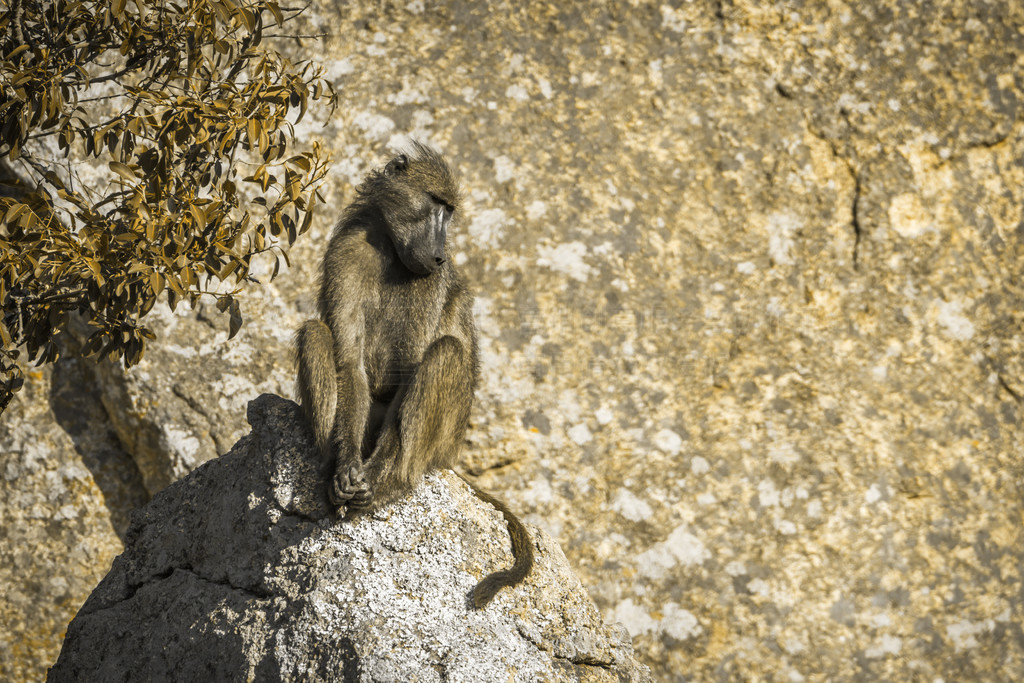 Cercopithecidae  Papio ursinus 塣 Chacma Ϸǿ³ҹ԰