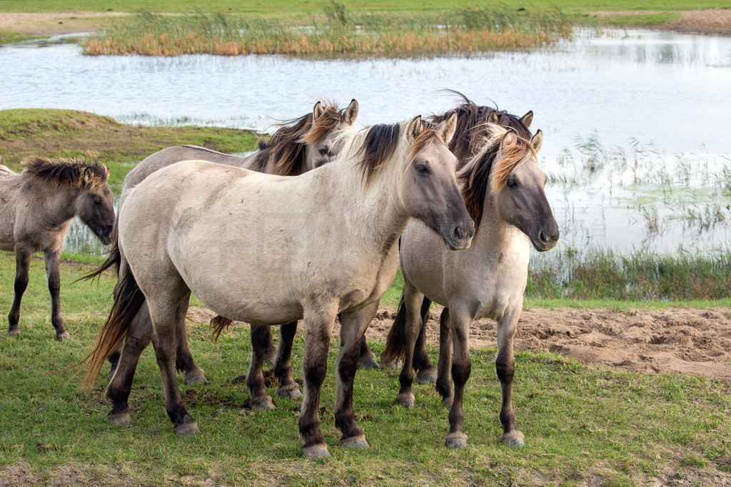 ҹ԰ Oostvaardersplassen  Konik ˮظҹ԰ Oostvaardersplassen  konik 