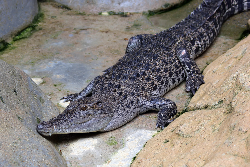 動物園裡的鱷魚或短吻鱷