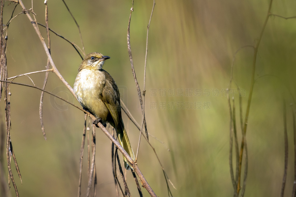 Ȼƶͼ񡣶ࡣ (Pycnonotus blanfordi)