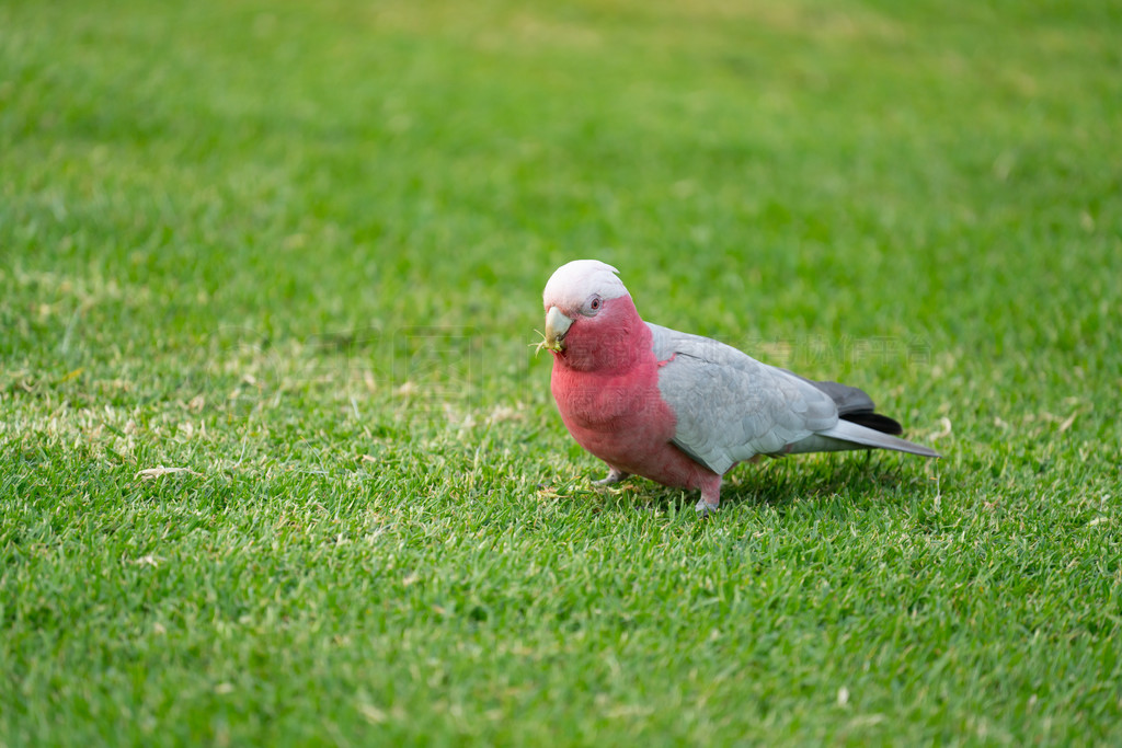 ҰİĴgalahs̲Ѱʳ