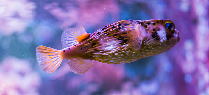 彩色背景的雀斑豪猪鱼,来自大西洋的热带彩色鱼