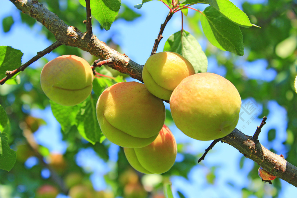 成熟的杏子在树枝上杏树上的作物两个成熟的杏果实开胃成熟的杏子在