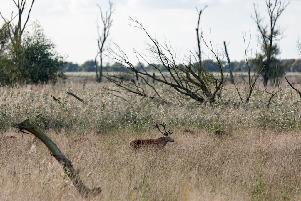 ҹ԰ Oostvaardersplassen ¹ڽ伾ڡ伾¹Ĺҹ԰ Oostvaardersplassen