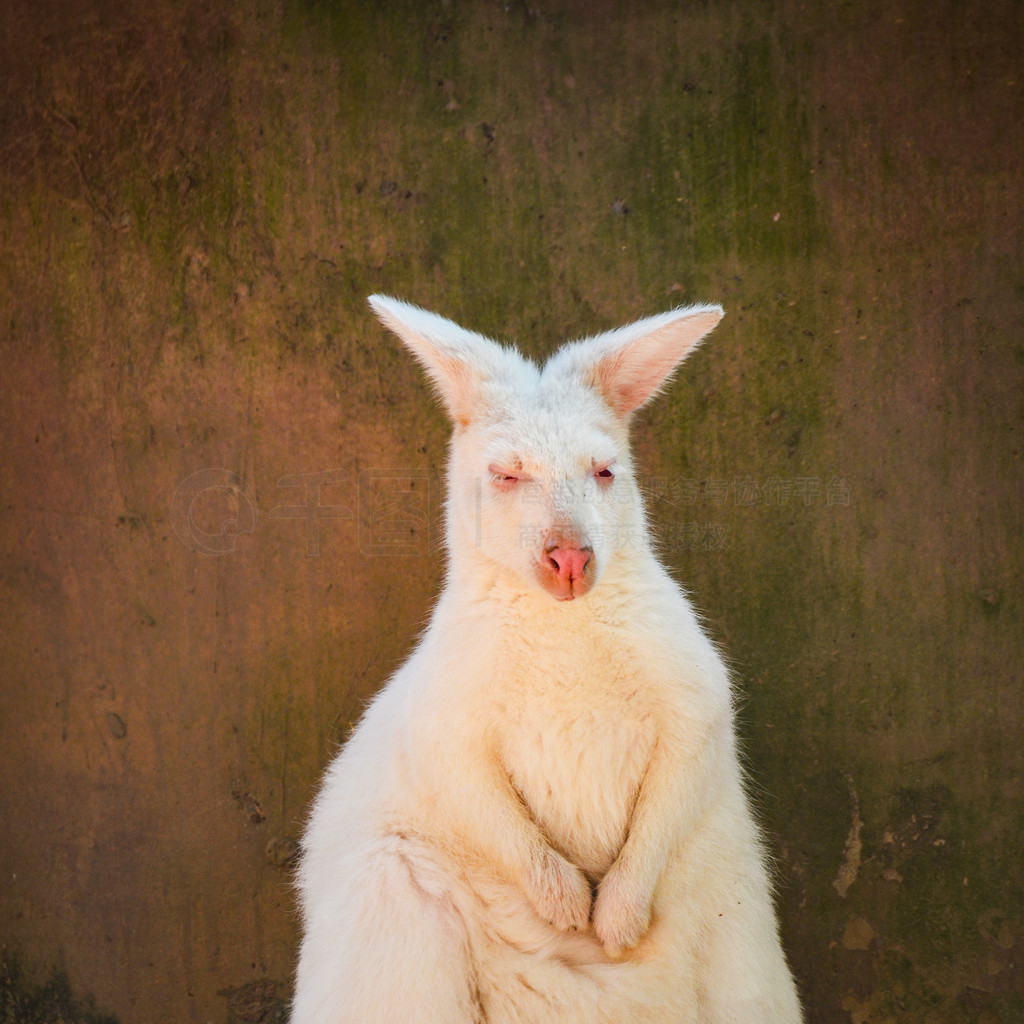 ҰﱣũİװС / Macropus rufogriseus