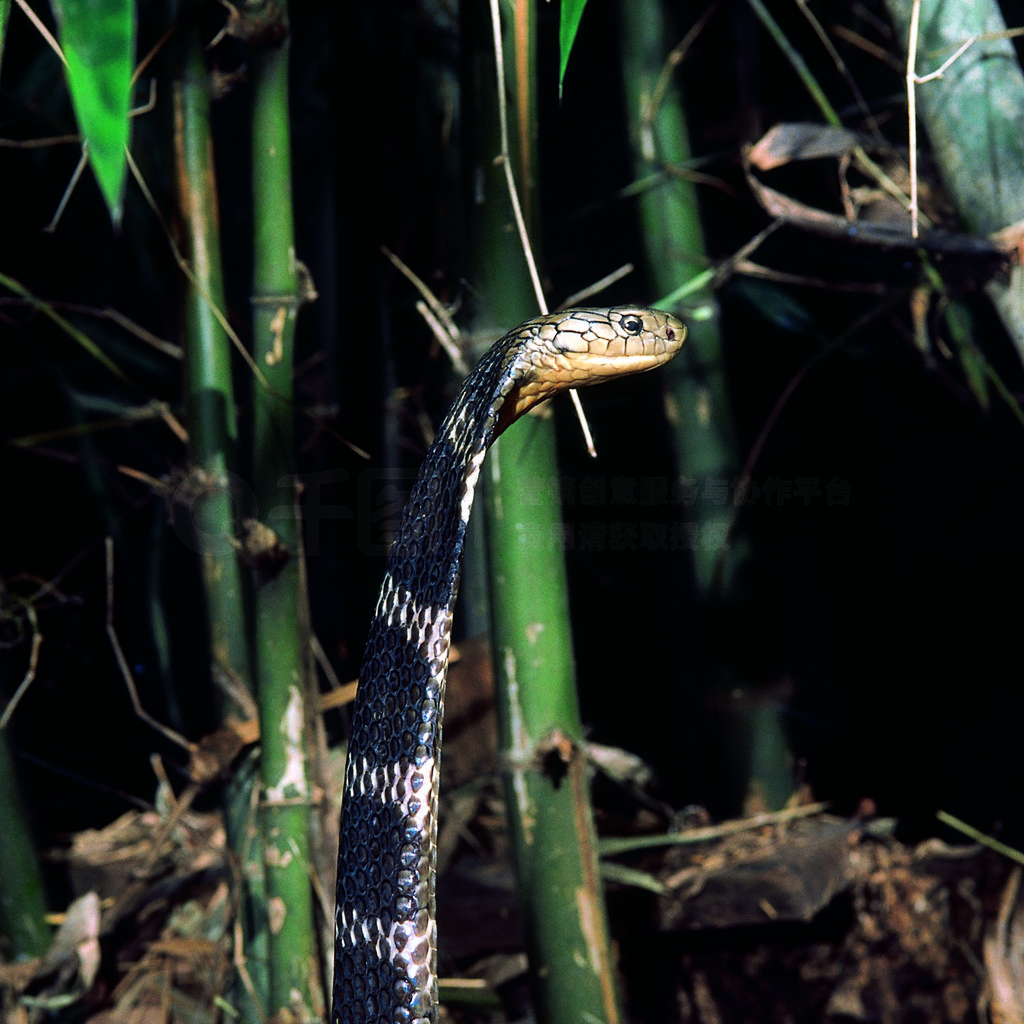 Ophiophagus ȡ۾ߡж Katraj ߹԰ǣʩӡȡ