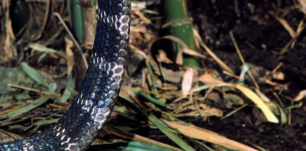 Ophiophagus ȡ۾ߡж Katraj ߹԰ǣʩӡȡ