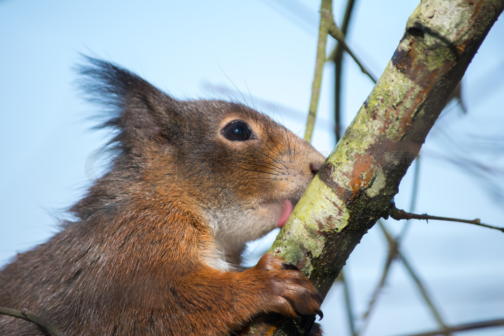 ŷǺ (sciurus vulgaris)