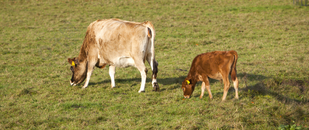 小牛在草原上吃草图片图片