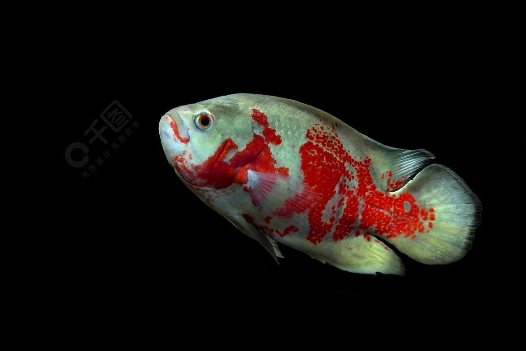 黑色背景中孤立的 astronotus ocellatus 或奧斯卡魚