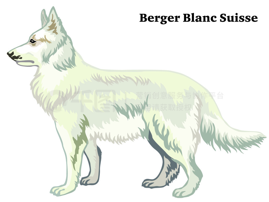 վ Berger Blanc Suisse еװФڰɫϸʸɫͼƵͼ