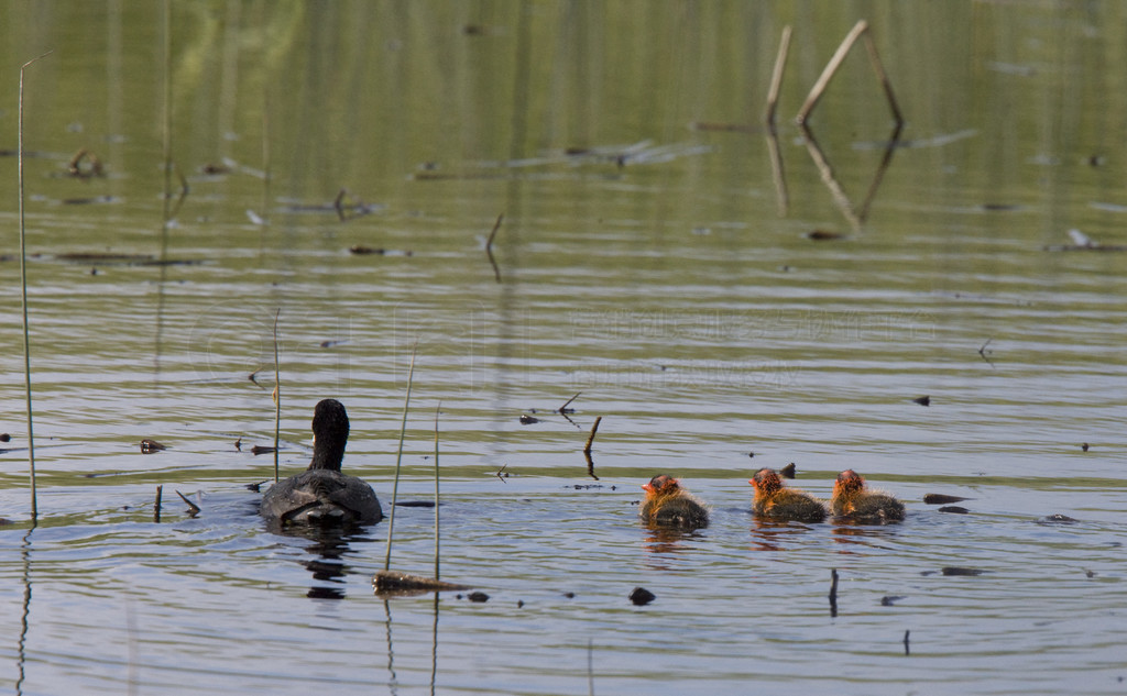 Waterhen Coot Ӥ