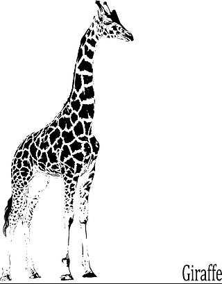 美丽的黑白长颈鹿,脖子长,与白色背景隔离