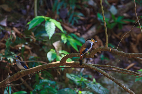 銀胸闊嘴鳥 (serilophus lunatus) 樹枝上的美麗鳥