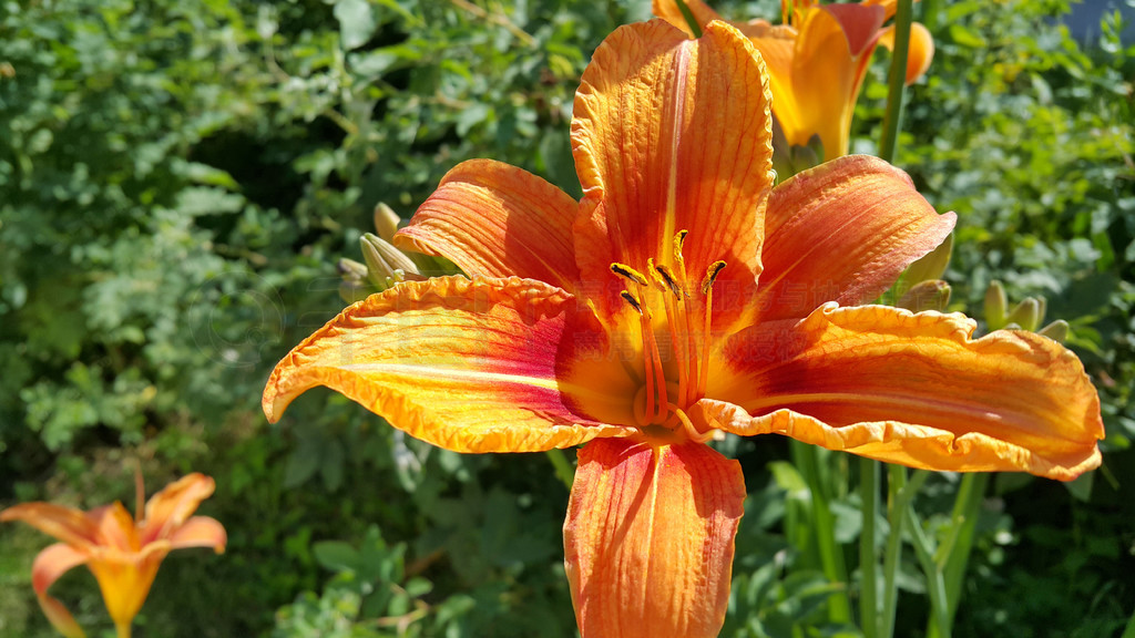 ĵջ԰ɫƻ (Hemerocallis fulva)д