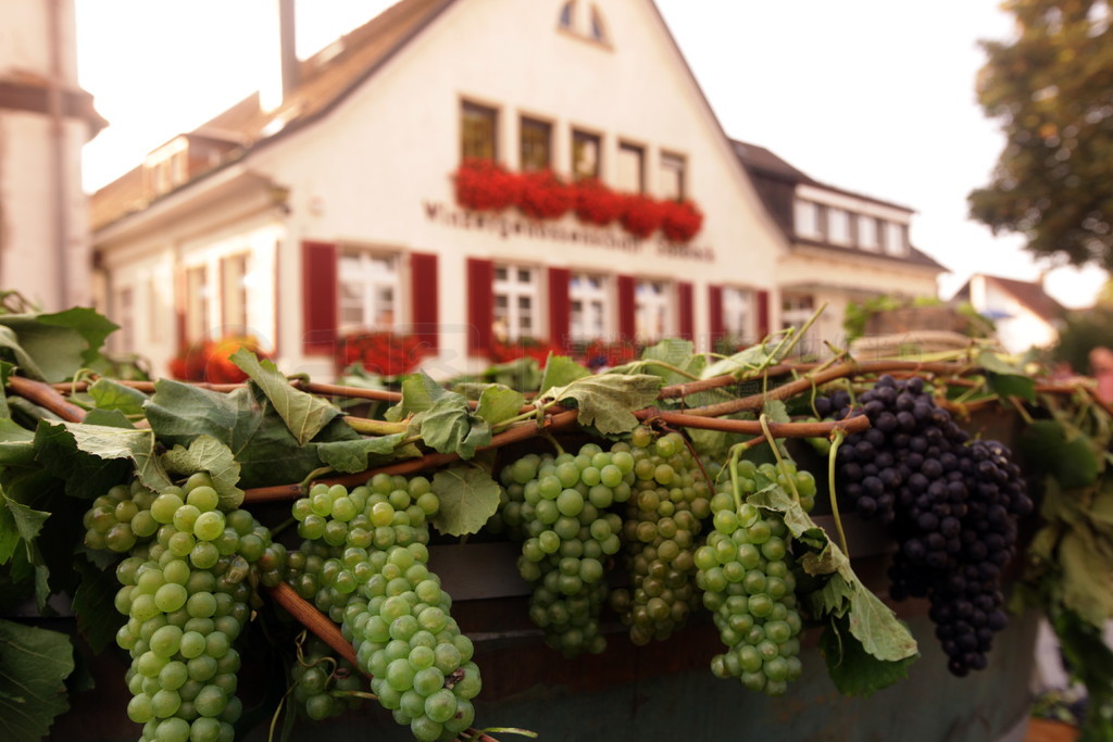 λŷ޵¹ϲɭֵ Kaiserstuhl  Sasbach ϳ.. EUROPE GERMANY BLACKFOREST