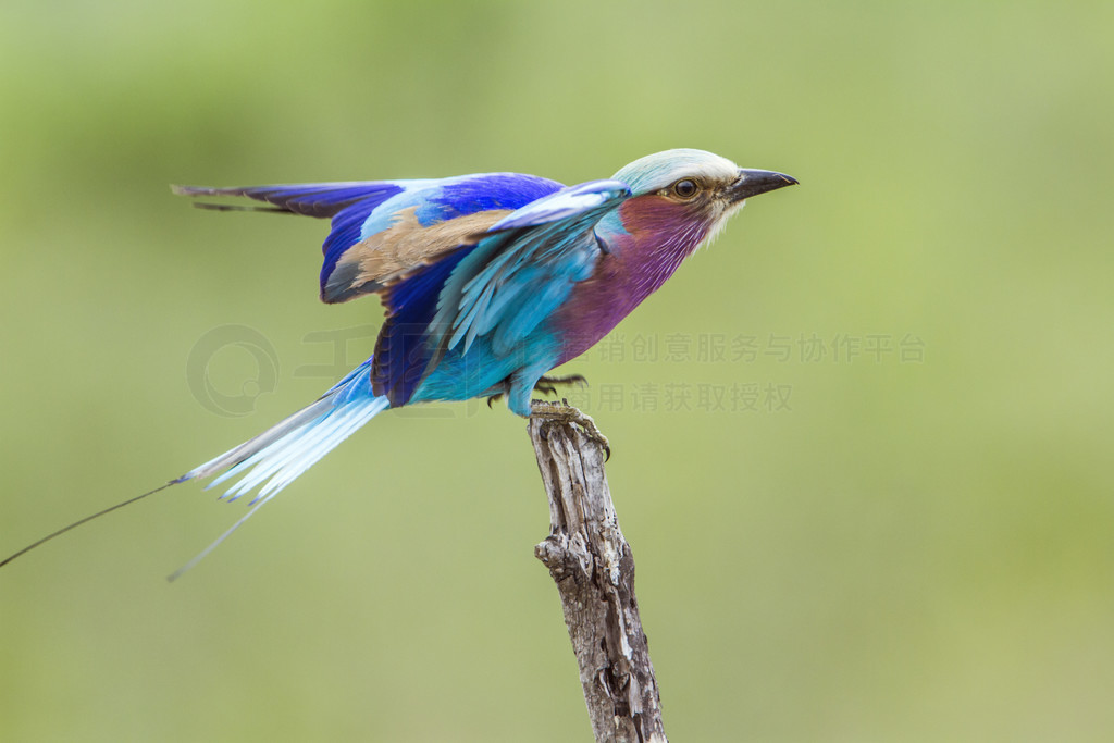  Coracias caudatus  Coraciidae ĿơϷǿ³ҹ԰Ķع