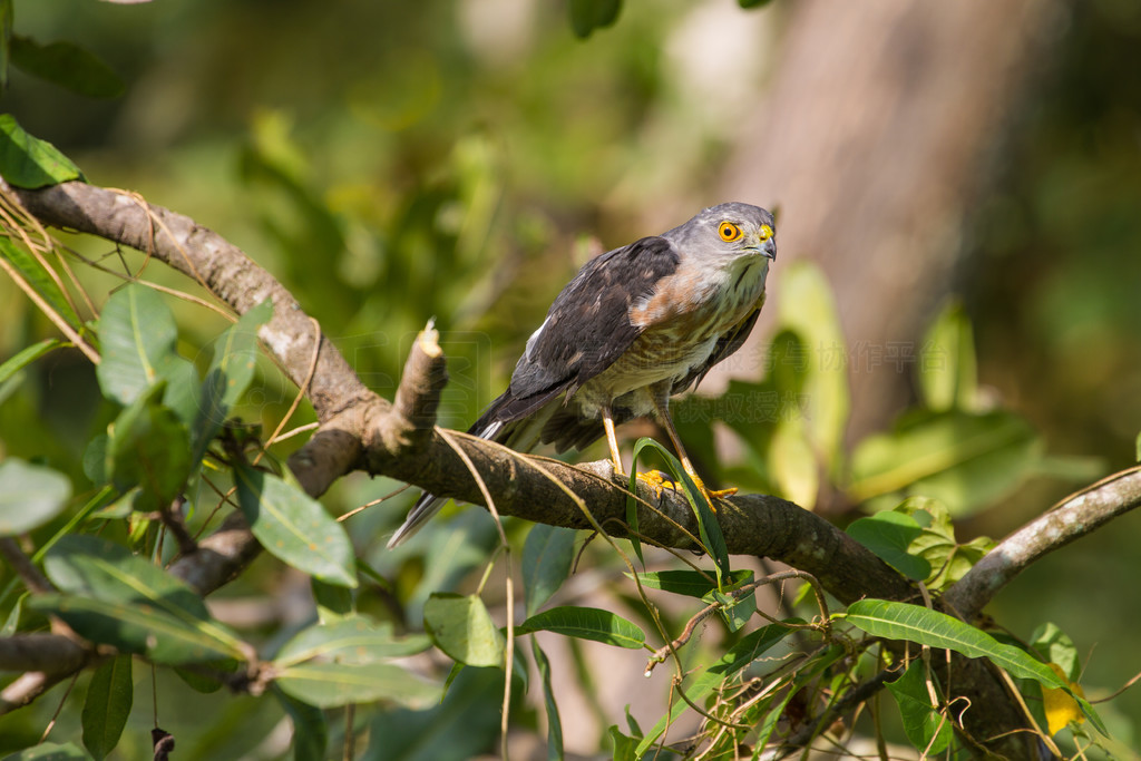 Besra Сȸӥ (Accipiter virgatus) վ֦