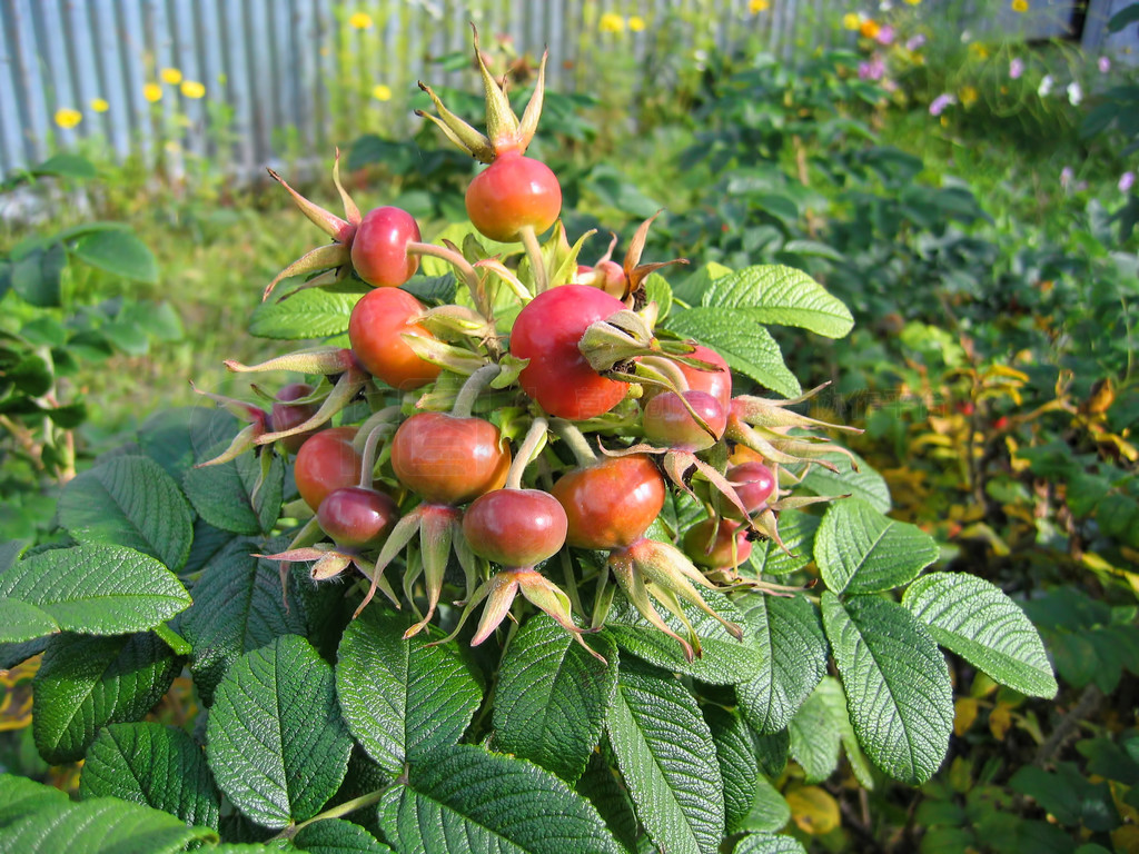 õ彬õ (Rosa canina)ȻеҰõ