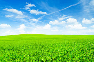 蓝天下郁郁葱葱的草地背景图片