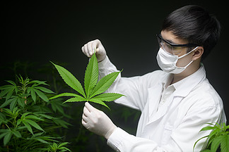 科学家正在实验室检查和分析用于实验的大麻叶、用于草药 <i>cbd</i> 油的大麻植物