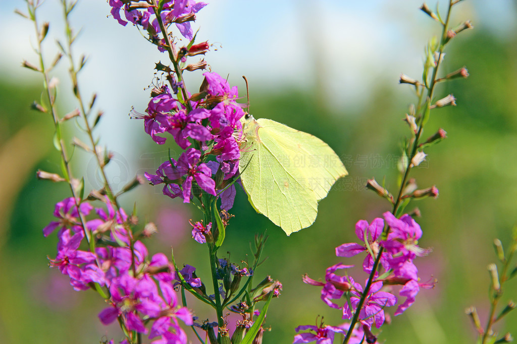 Gonepteryx rhamni ʢ Chamaenerion angustifolium вɼۡɫ Gonepteryx ָ Chamaenerion ϡ