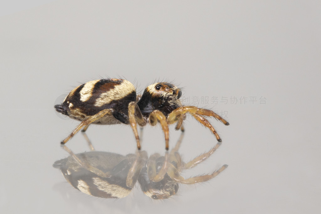 ɫϵ Bleeker  (Euryattus bleekeri) ͼ档