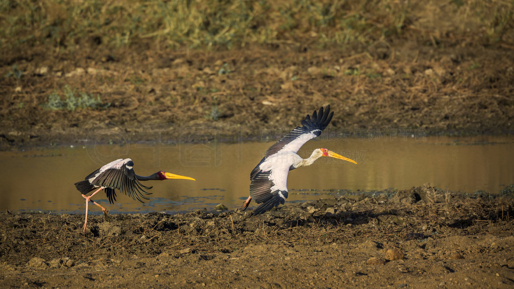 ֻϷǿ³ҹ԰ʱַ裻 Mycteria ibis  CiconiidaeϷǿ³ҹ԰Ļ