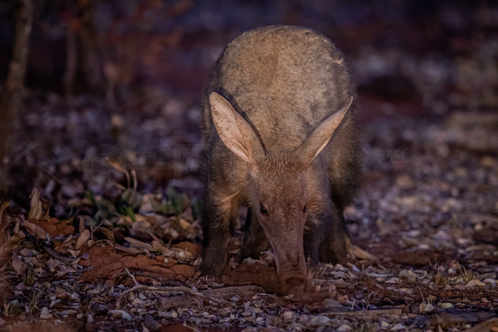 Aardvark Ϸ WGR ʳϡ