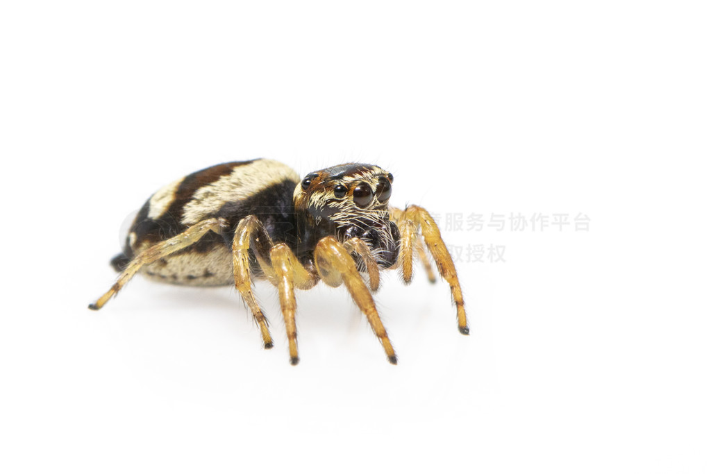 bleeker  (Euryattus bleekeri) ڰɫϵͼ档