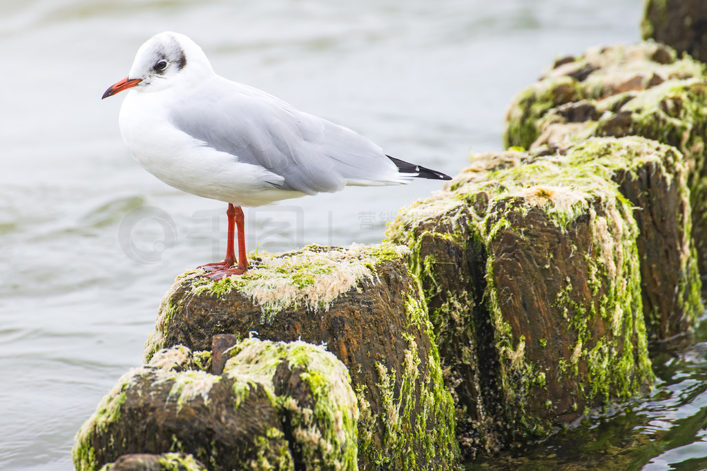 ЦŸLarus ridibundus L.