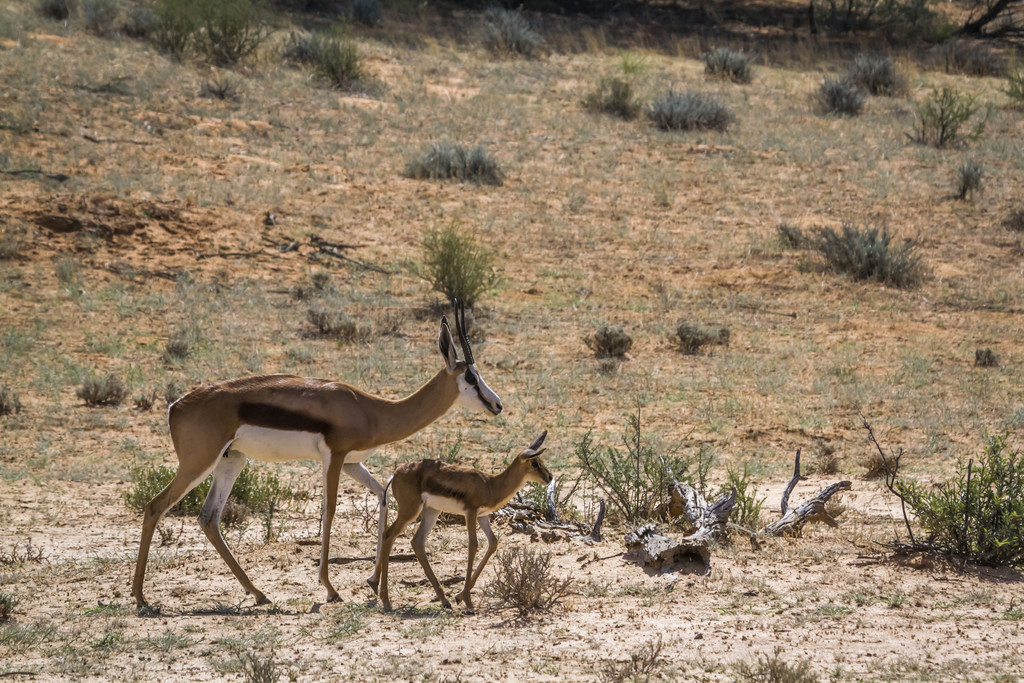 Ϸ Kgalagari 繫԰Ĵ̣ Antidorcas marsupialis ţơϷ Kgalagadi 羳԰