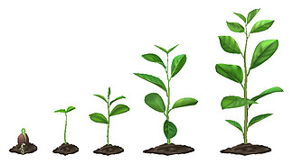 现实的植物生长阶段。幼苗在地<i>下</i>生长，绿色植物在土壤中，春芽开花期，孤立病媒图解集。发芽时间线，园苗过程。现实的植物生长阶段。幼苗在地<i>下</i>生长，绿色植物在土壤中，春芽开花期，孤立病媒图解集