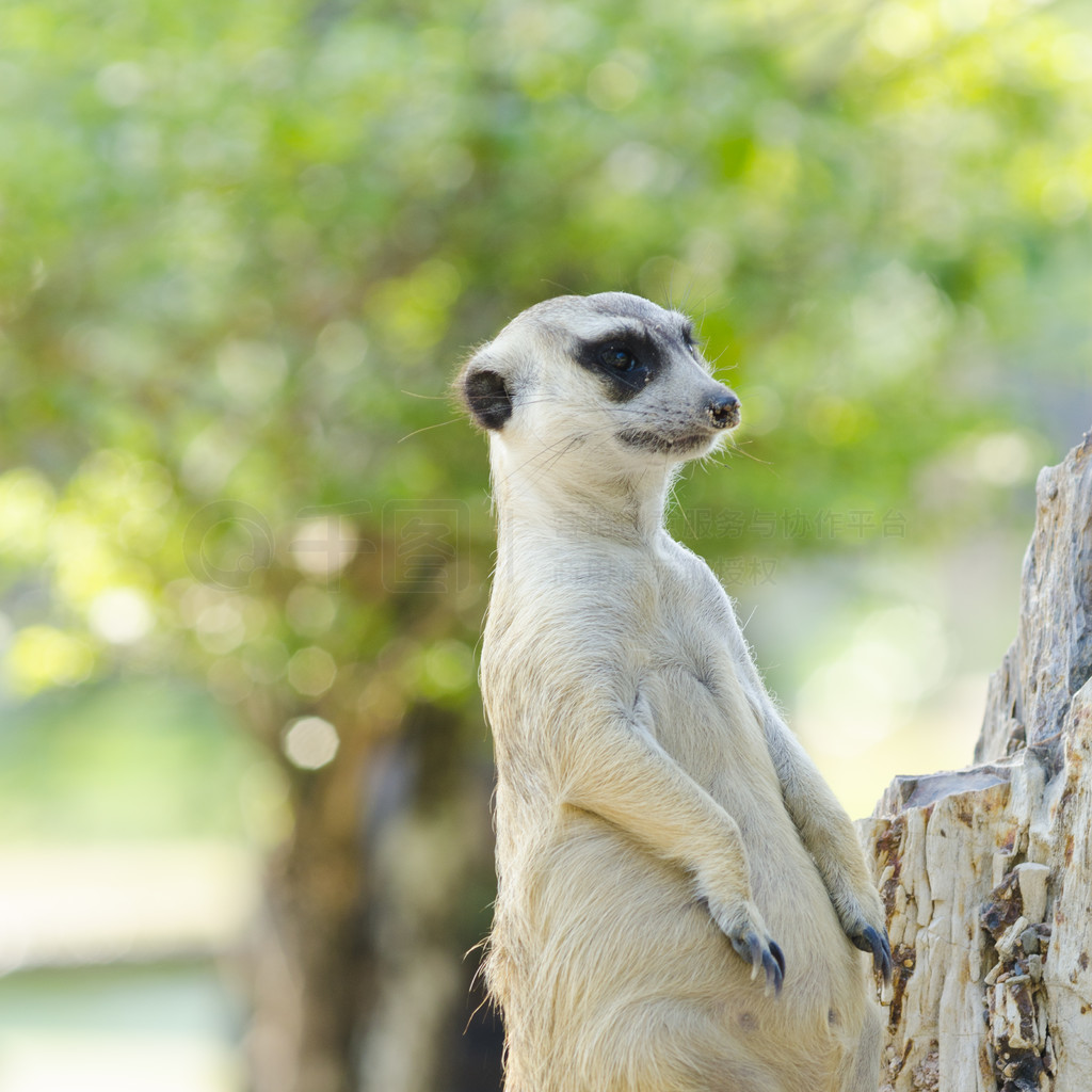 MeerkatMeercat (Surikate) ֱΪڱ - Suricata suricatta