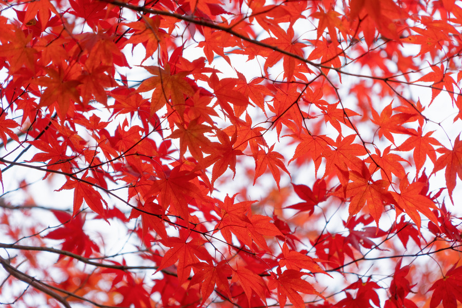 山梨縣富士河口湖附近色彩繽紛的秋季紅楓葉或秋葉.五湖.