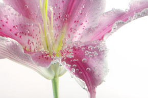 粉红百合花与水滴。抽象的自然背景。