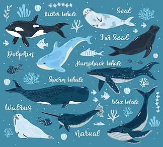 海洋鲸鱼。海豚，虎鲸，独角鲸，抹香鲸和海象，海洋海底世界<i>动</i><i>物</i>。水下<i>哺</i><i>乳</i><i>动</i><i>物</i>矢量插图。有珊瑚和海藻的水生生<i>物</i>。海洋鲸鱼。海豚，虎鲸，独角鲸，抹香鲸和海象，海洋海底世界<i>动</i><i>物</i>。水下<i>哺</i><i>乳</i><i>动</i><i>物</i>矢量插图