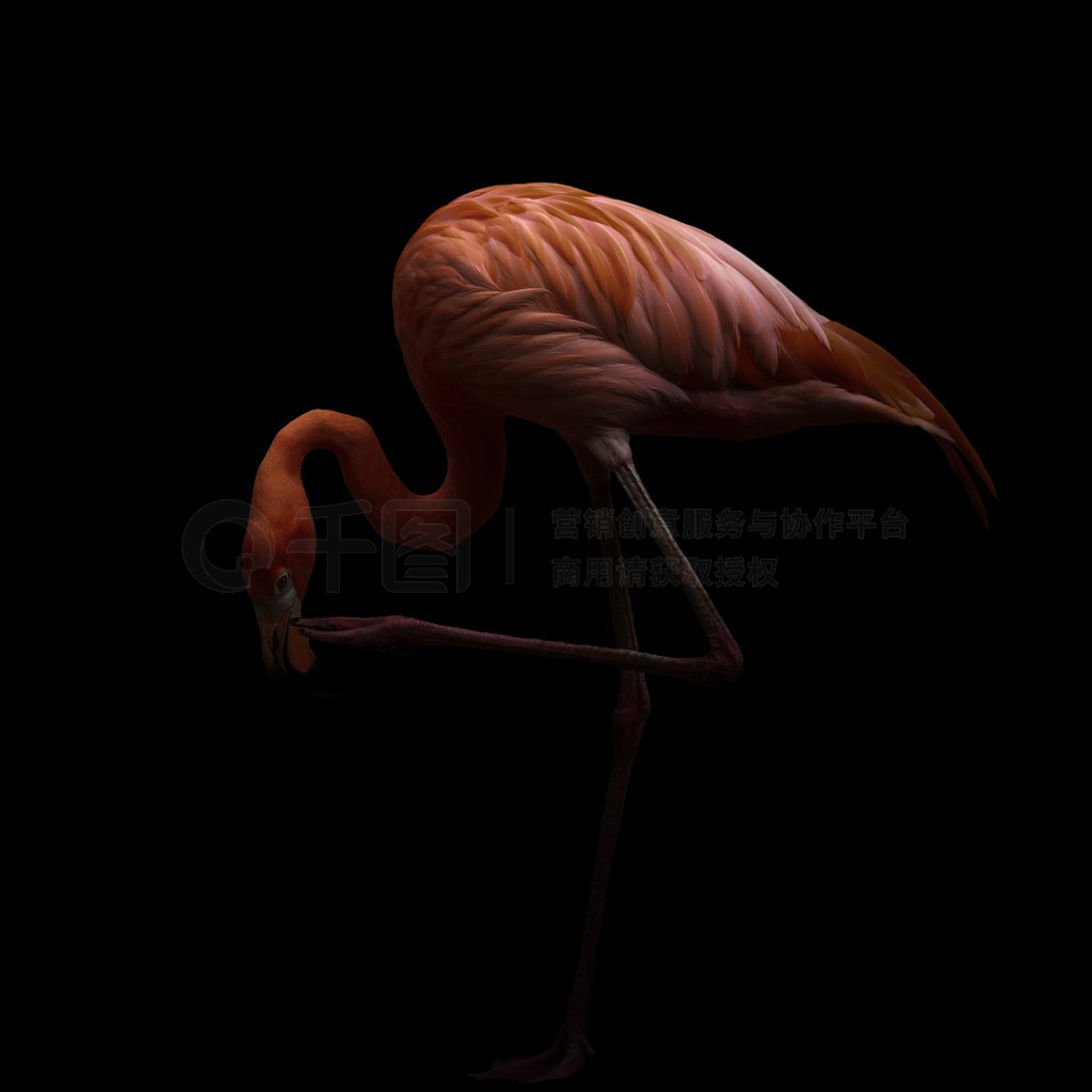  (Phoenicopterus ruber) ɫ