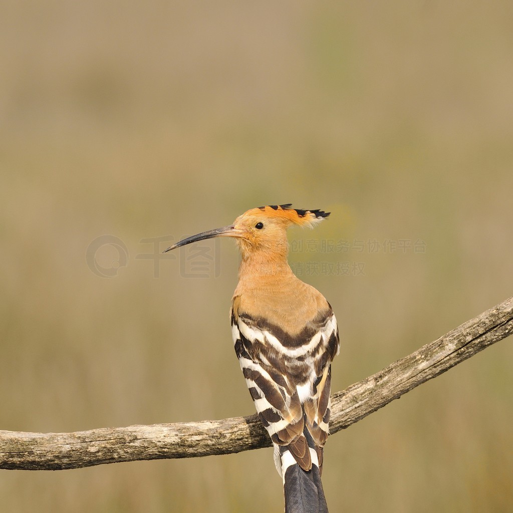 ŷ Hoopoe  Upupa epopsɫϢ֦ϣȴɫιС