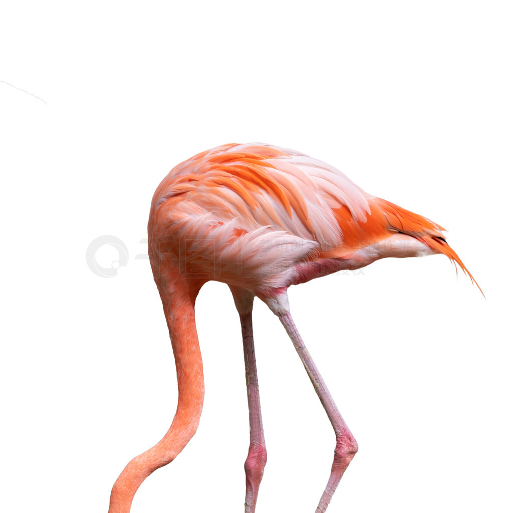  (Phoenicopterus ruber) ڰɫ±