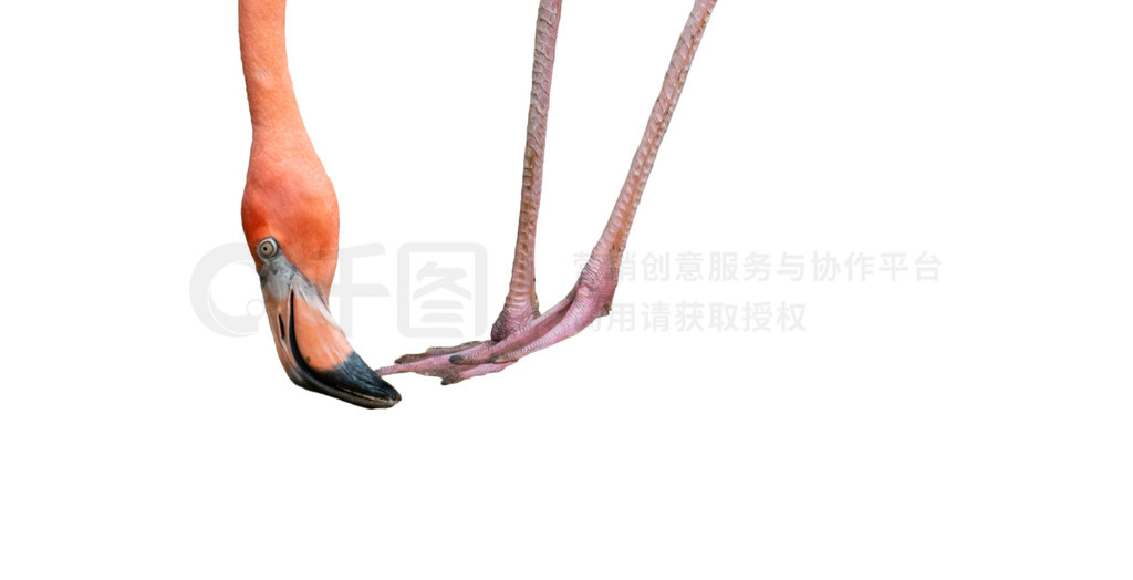  (Phoenicopterus ruber) ڰɫ±